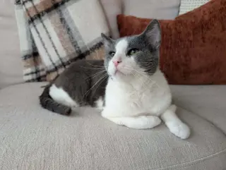 Horatio (Berloiz)