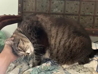 Zoe