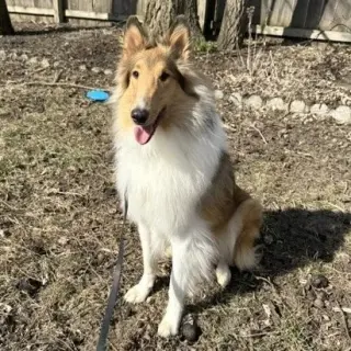 Myles