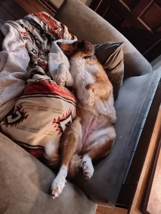 Lulu