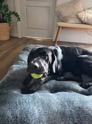 Mr. Bane