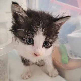 Zorro