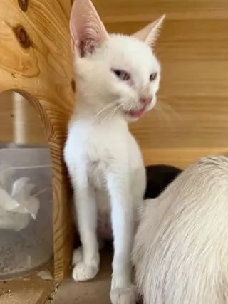 Ghosty