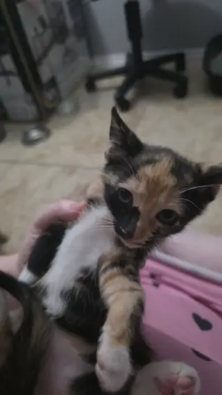 Roxie