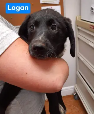 Winston