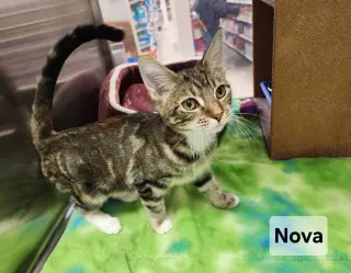 *Nova
