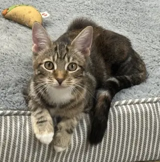*Nova