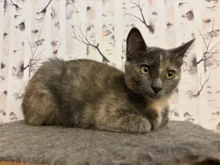 Muddle - Pending Adoption