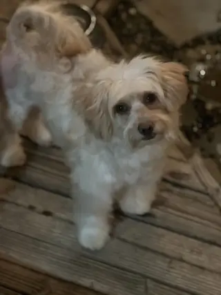 CAMMIE
