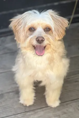CAMMIE