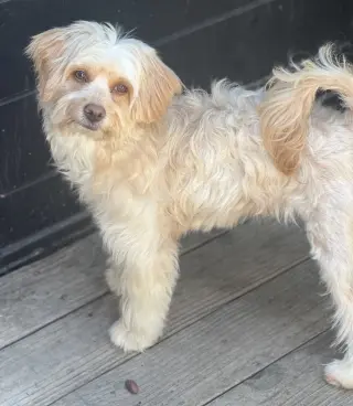 CAMMIE