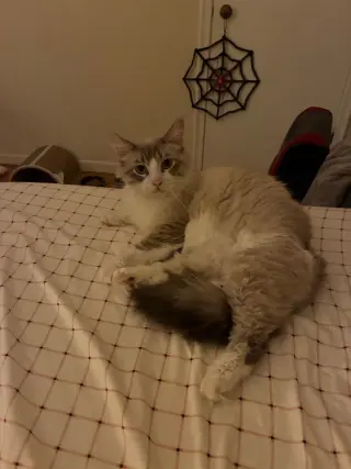 Snowball