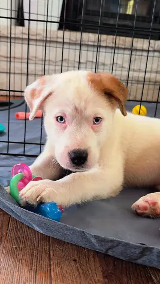 Naga (N Puppies)