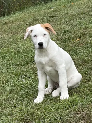 Naga (N Puppies)