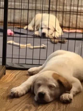 Naga (N Puppies)