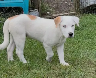 Nettle (N Puppies)