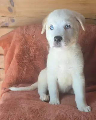 Nettle (N Puppies)