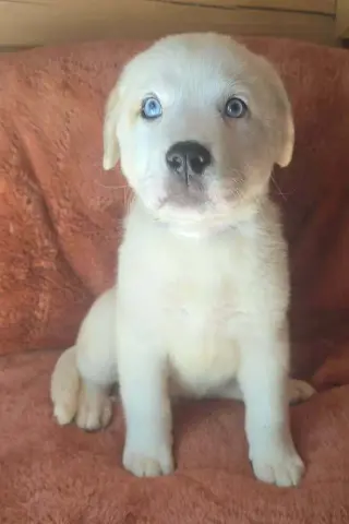 Nettle (N Puppies)