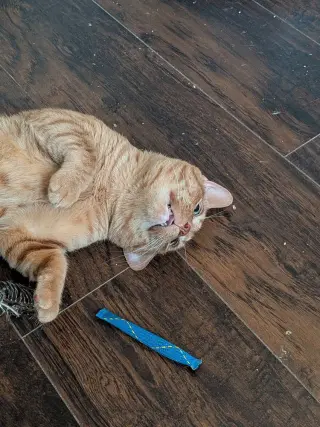 Duke