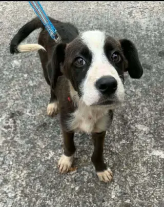 River Boy