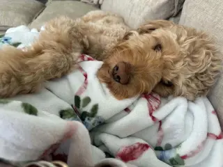 Jax Doo