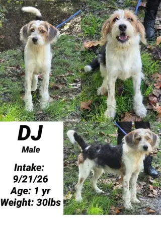 DJ