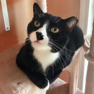 Craig