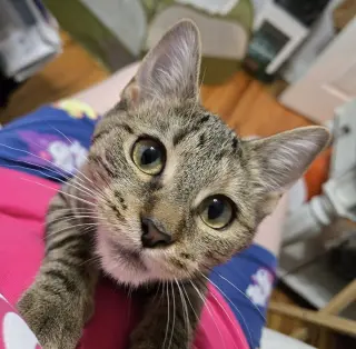 Minnie Lu