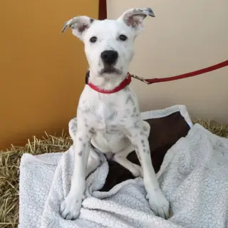 Dale - Pending Adoption