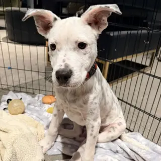 Dale - Pending Adoption