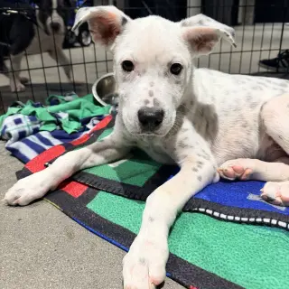 Dale - Pending Adoption