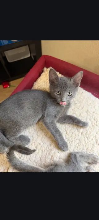 Emmett