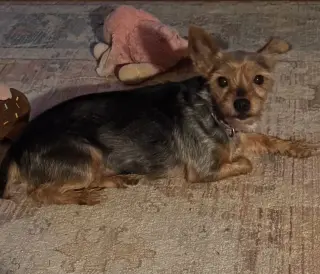 Libby (in foster)