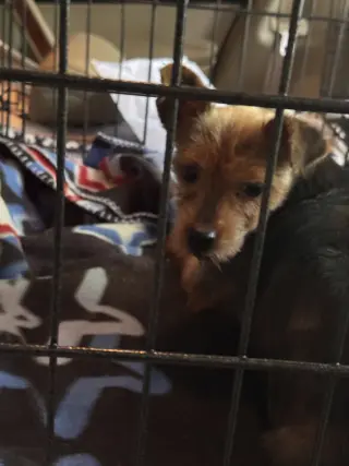 Libby (in foster)