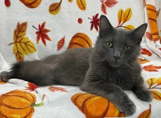 Jewel * IN FOSTER *