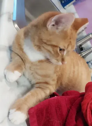 Murphy * IN FOSTER *