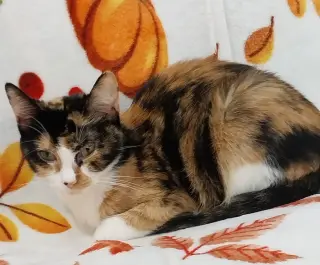 Maple (formerly Dorcas)
