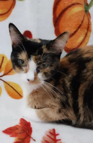 Maple (formerly Dorcas)