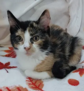 Maple (formerly Dorcas)
