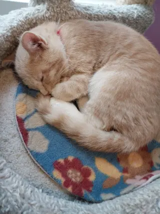Syrup (formerly Justice)