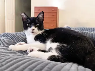 Jonesy