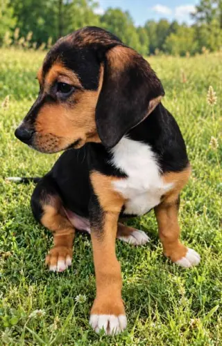 PUPPY TEDDIE