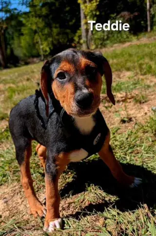 PUPPY TEDDIE