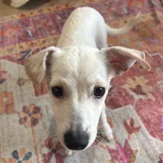Dobby