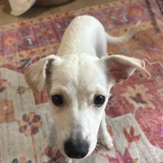 Dobby