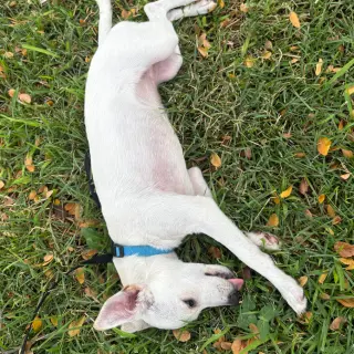 Dobby