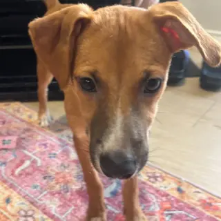 Gus