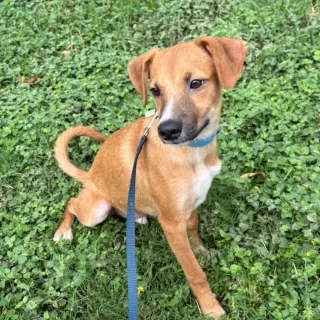 Gus