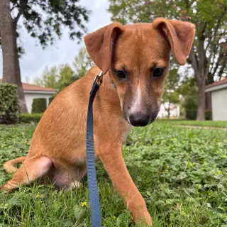Gus