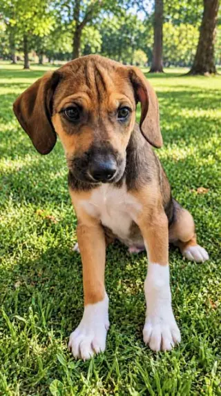 PUPPY SOCKIE